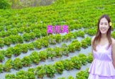 Avi-mp4-莫相离-红孩儿-DJR7-车载美女写真视频