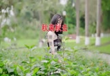 Avi-mp4-秋来秋去-叶倩文-DJ小九-车载美女写真视频