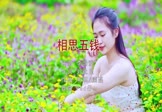 Avi-mp4-相思五钱-李尚雅-DJpad仔-车载美女写真视频