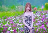 Avi-mp4-飞花-邓岳章-DJ阿卓-车载美女写真视频